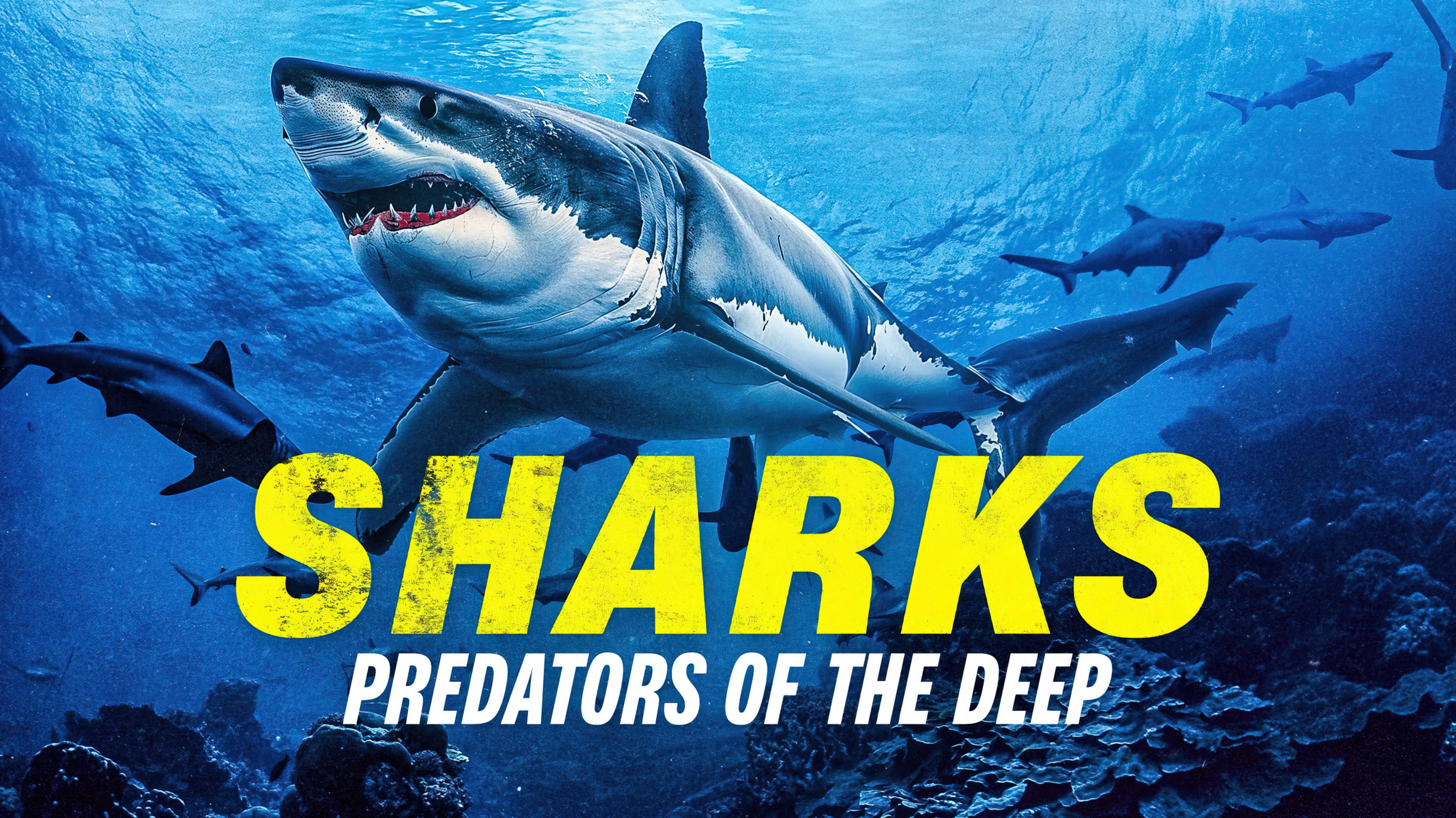 Sharks Predators of the Deep (2024) [NoSub]